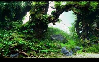 Aquarium Background Pictures Wallpaper