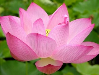 Pink Water Lilies Wallpaper High Resolution