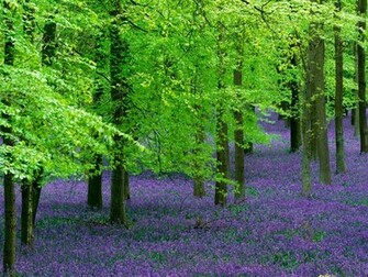 Tribute To Trees About