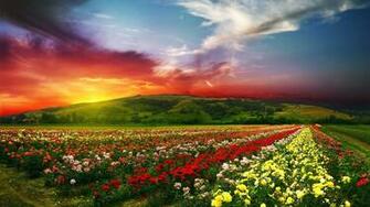Flower Garden Computer Wallpaper Desktop Background