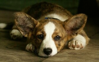 Welsh Corgi Dog Muzzle Ears Background Wallpaper