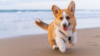Dog Friendly Hotels On Hilton Head Island Wsav Tv