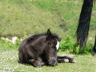 H L Na Menu Coms Fond Ecran Cheval Pottok Wallpaper Poulain
