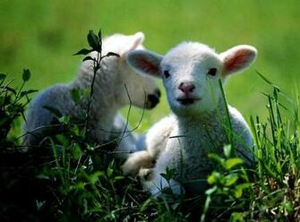 Sheep Wallpaper X Net