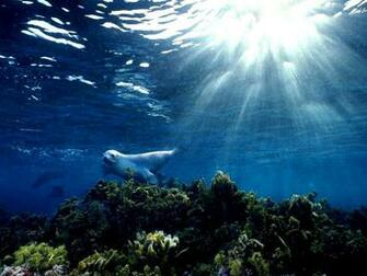 Under Ocean Wallpaper Desktops HD Pictures Top Background
