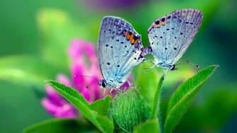 Spring Nature Butterfly Green Leaves Flower Wallpaper Desktop