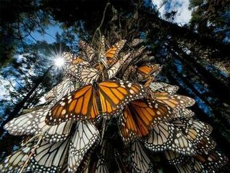 Animals Planet Most Beautiful Wallpaper