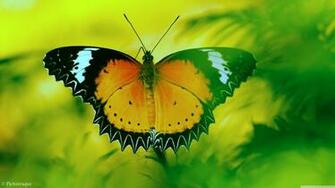Beautiful Butterfly 4k HD Desktop Wallpaper For Ultra Tv