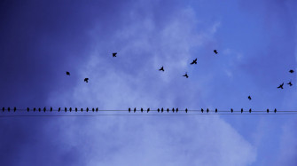 Birds Flying Wallpaper
