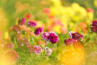Nature Dahlia 8k Ultra HD Wallpaper