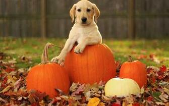 Lab Puppy In Pumpkin Desktop Wallpaper Background