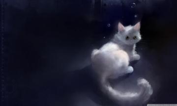 Yang Cat Ultra HD Desktop Background Wallpaper For 4k UHD Tv