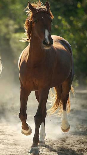 Brown Horse iPhone Plus Wallpaper HD