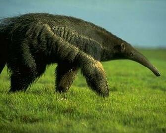 Anteater Wallpaper
