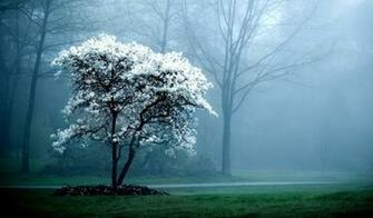 Wallpaper Tree Spring Blossoming Fog Netbook