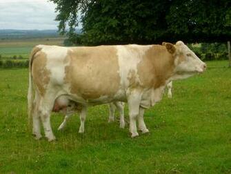Cows Desktop Wallpaper For HD Widescreen And Mobile