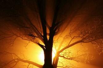 Abstract Black Branch Bright Dark Mist Gold Lights Nature