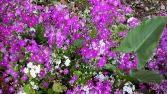 Pretty Purple Flowers Wallpaper