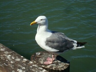 Seagull Wallpaper HD