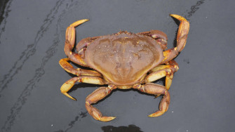 Dungeness Crabon Water Surface Wallpaper