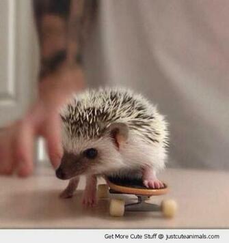 Baby Hedgehog Skating Skateboard Table Cute Animals Wild Wildlife