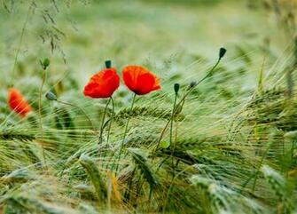 Poppy Computer Wallpaper Desktop Background Id