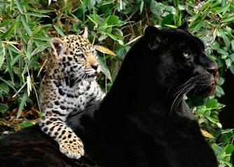 In One Lovely Desktop Mobile Wallpaper Black Big Cats