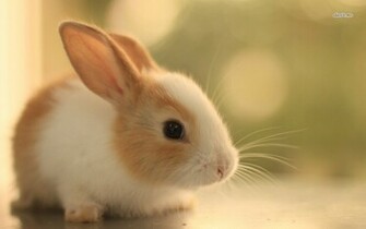Bunny Wallpaper Animal In High Quality Desktop