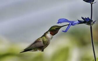 Wallpaper Bird Hummingbird Fly Flower Macro Animals