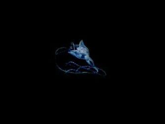 Arwen Und Miel Wallpaper