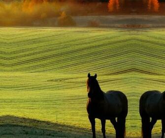 Autumn Horse