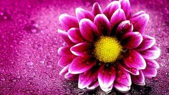 Flower Wallpaper Full HD
