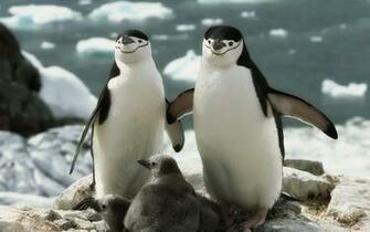 Penguin Wallpaper Best