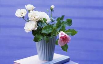 Blue Flowers In A Pot Wallpaper Desktop