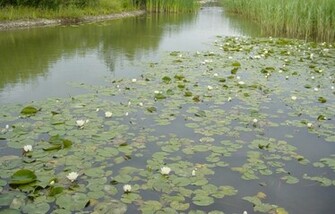 Pond Lily Pad Wallpaper Village