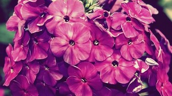 Vintage Flower Photography HD Wallpaper
