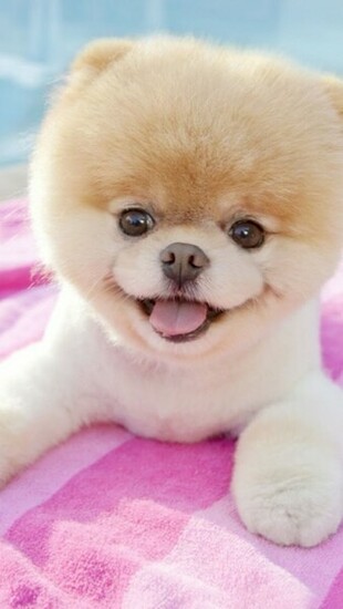 Cute Boo iPhone Plus And Wallpaper