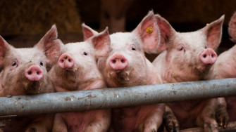 Pig Wallpaper