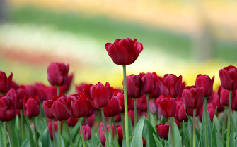 Nature Flowers Wallpaper HD
