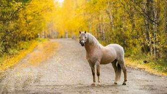 Road Horse Autumn X Close