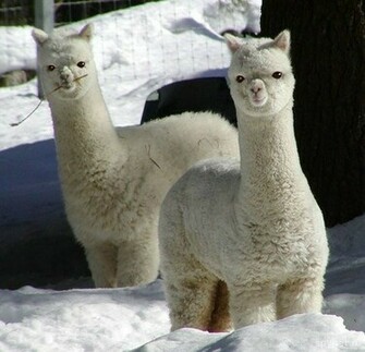 Funny Llama Wallpaper