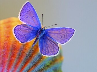 Butterflies