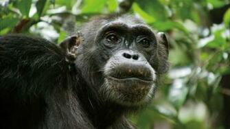 Chimpanzee Picture
