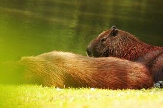 Image On Capybara Background West In
