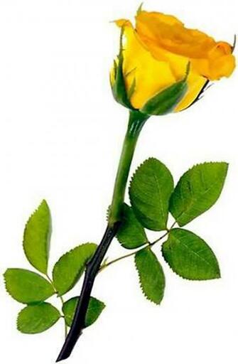 Friendship Day Yellow Rose Photo On Rediff S