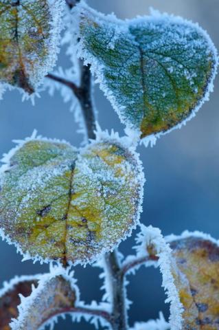 Photo Prints Wall Art Frosted Leaves In Winter Co Sligo Ireland