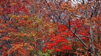 Autumn Wallpaper Nature