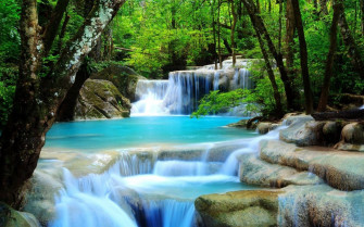 Rainforest Background Wallpaper