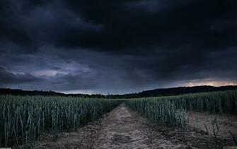 Storm Field Wallpaper Open Walls