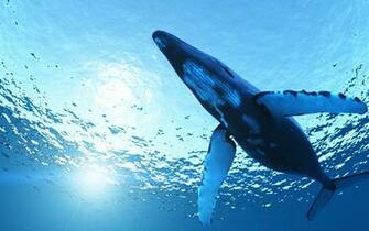 Whale Computer Wallpaper Desktop Background Id
